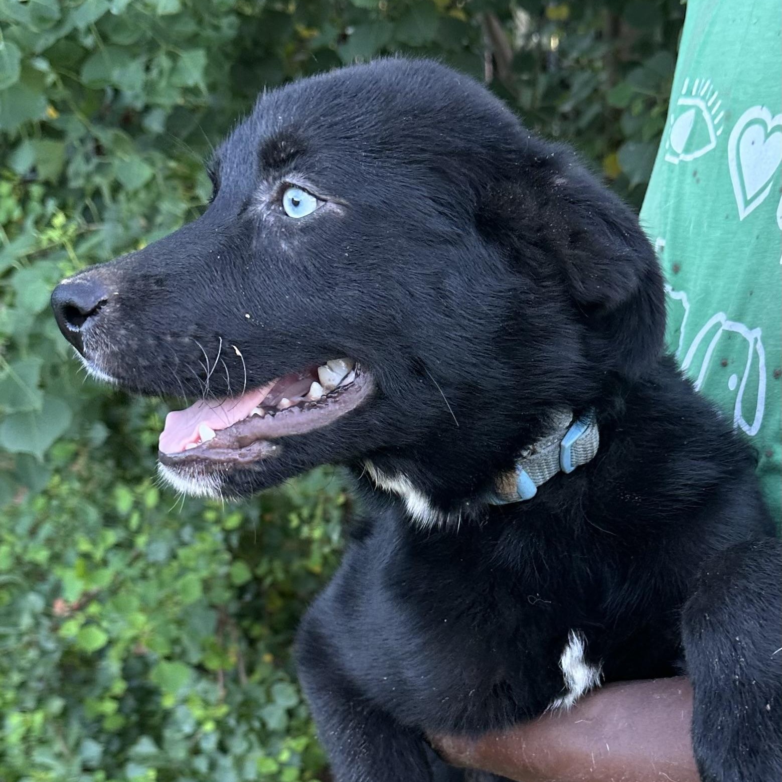 Benjo - Local August 28-30, an adoptable mixed breed in Hillsboro, OR image 5/6