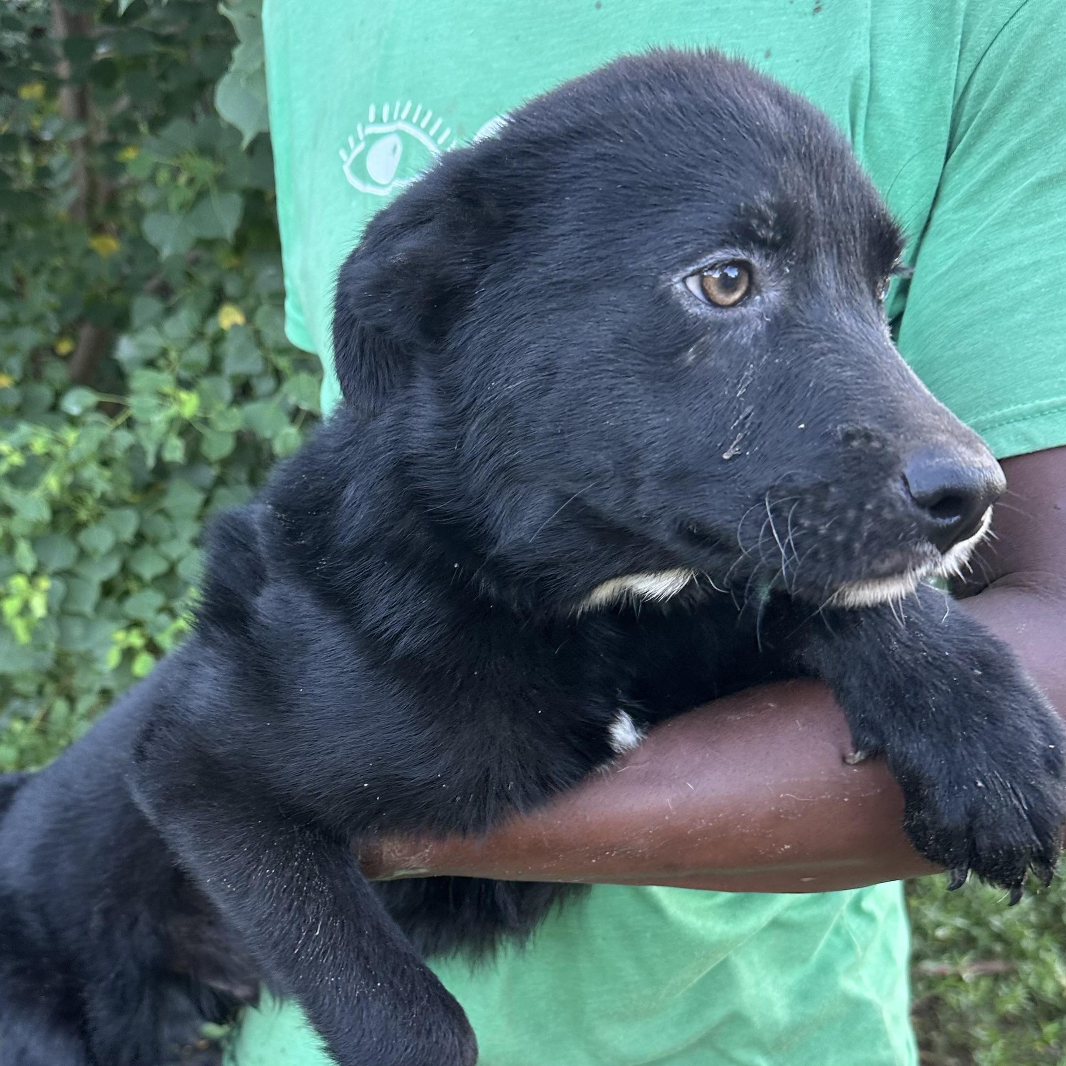 Benjo - Local August 28-30, an adoptable mixed breed in Hillsboro, OR image 2/6