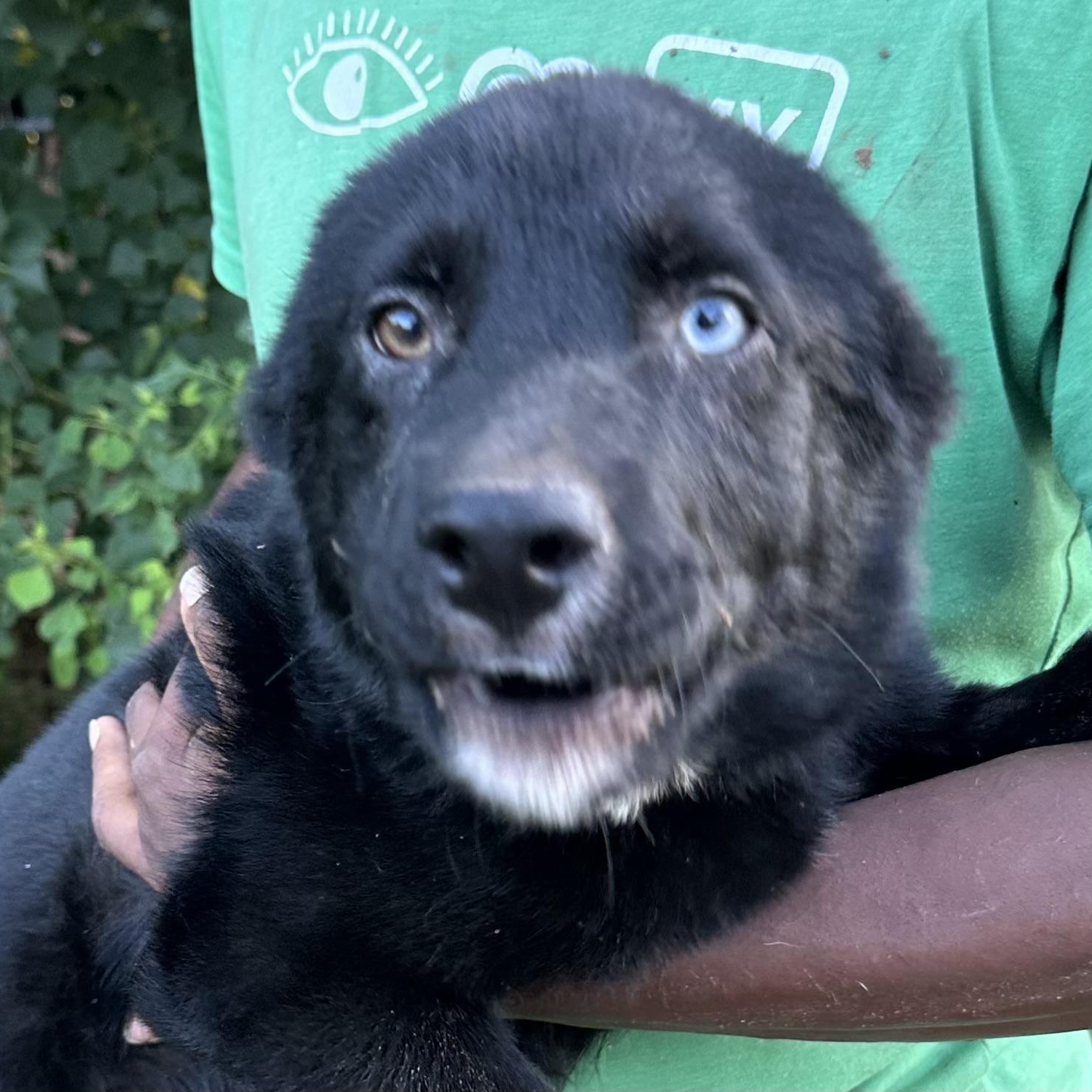 Benjo - Local August 28-30, an adoptable mixed breed in Hillsboro, OR image 4/6