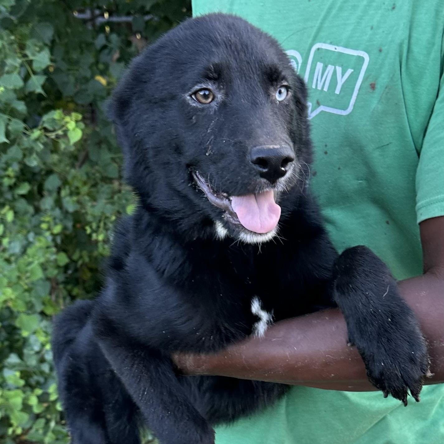 Benjo - Local August 28-30, adoptable, Puppy Male Labrador Retriever.