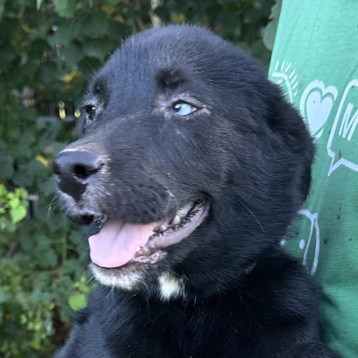 Benjo - Local August 28-30, an adoptable mixed breed in Hillsboro, OR image 3/6
