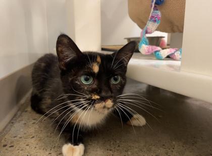 Coraline (T6), Adoptable, Adult Female Domestic Short Hair & Domestic Short Hair.