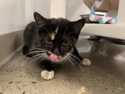 Coraline (T6), a Adoptable mixed breed in Lafayette, IN image 2/3