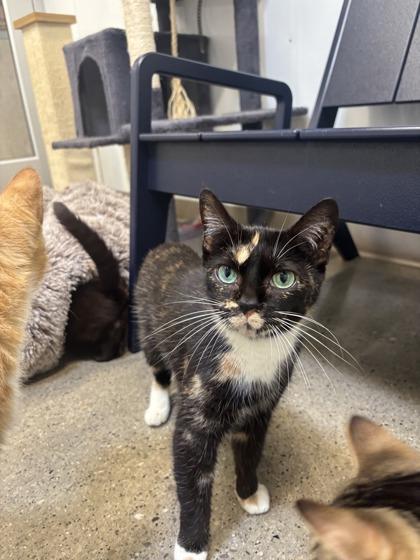 Coraline (T6), a Adoptable mixed breed in Lafayette, IN image 3/3