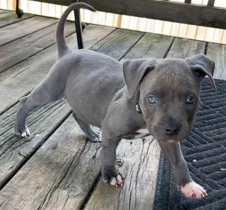 Bluey, Adoptable, Puppy Male Pit Bull Terrier & American Staffordshire Terrier.