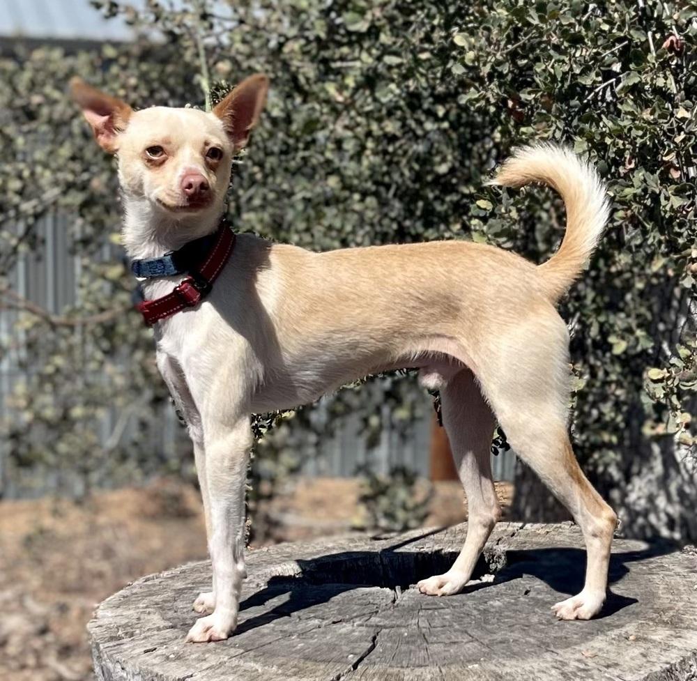 Chico, Adoptable, Young Male Chihuahua.