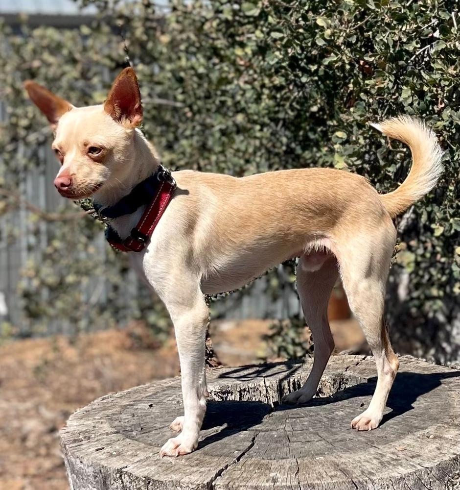 Enlarge Chico, a Adoptable mixed breed in Jamestown, CA image 2/3