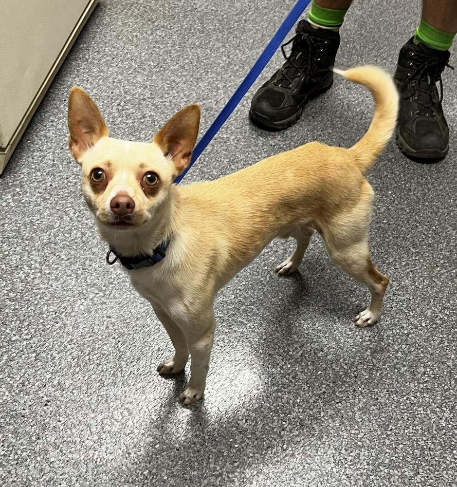 Chico, Adoptable, Young Male Chihuahua.