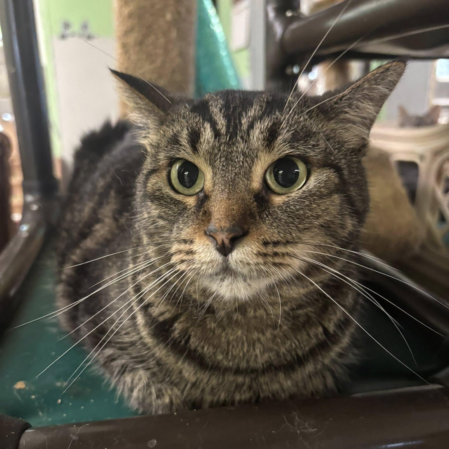 Payton, Adoptable, Adult Female Domestic Short Hair.