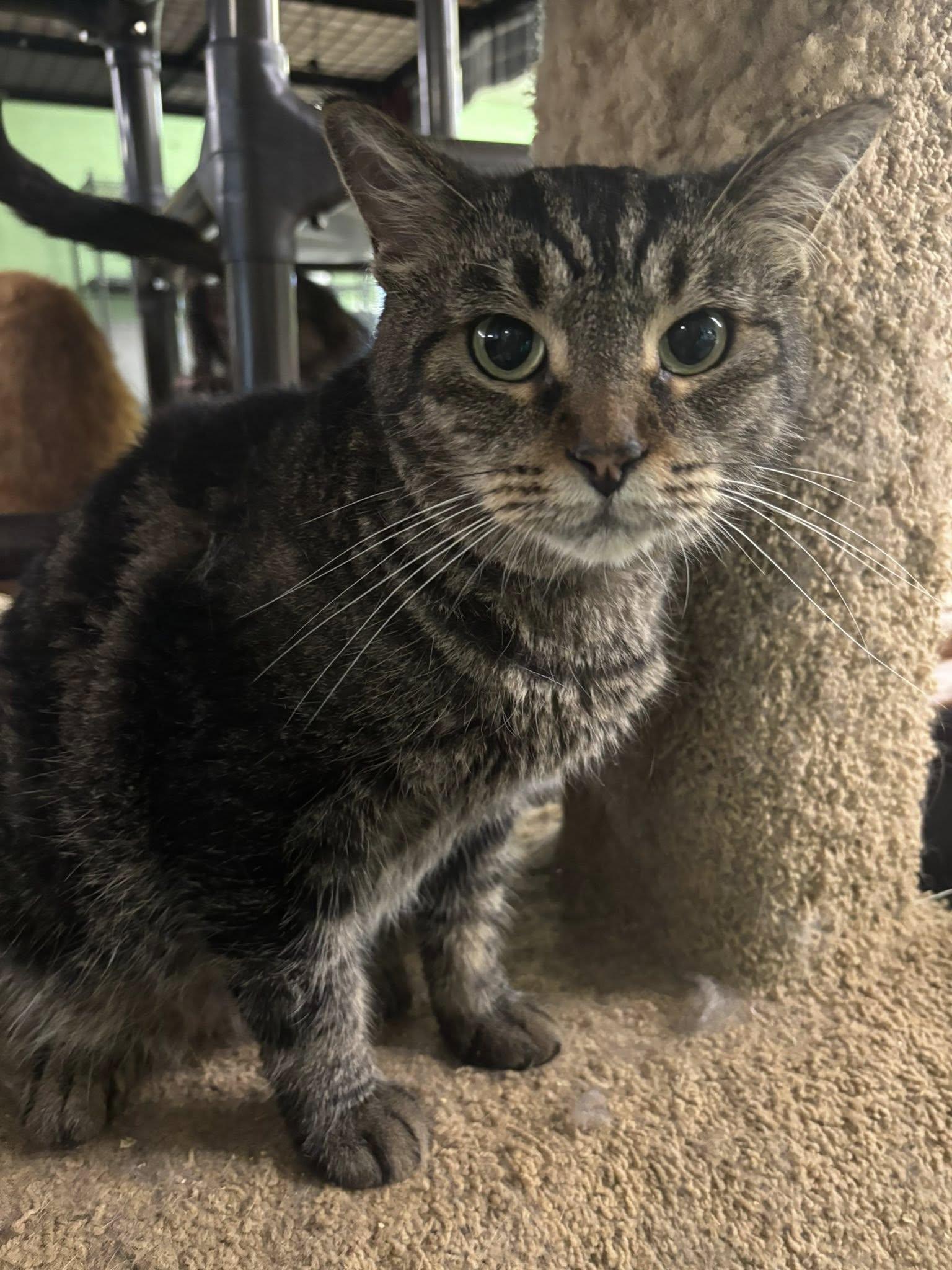 Payton, a Adoptable Domestic Short Hair in Pardeeville, WI image 2/2