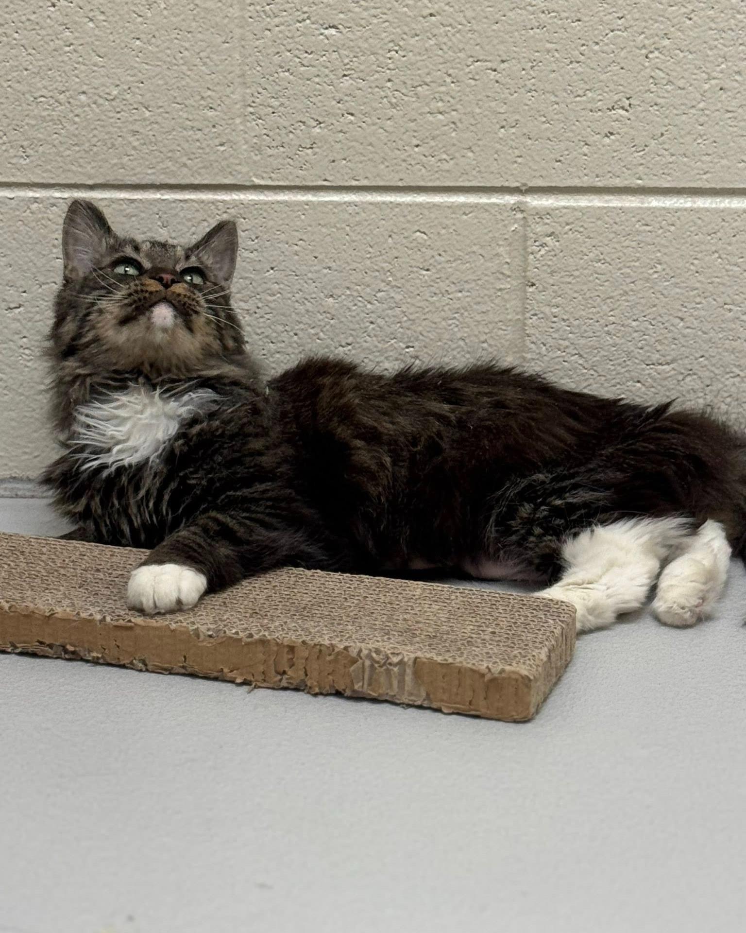 Enlarge Cleocatra, a ADOPTABLE mixed breed in Fremont, MI image 2/4