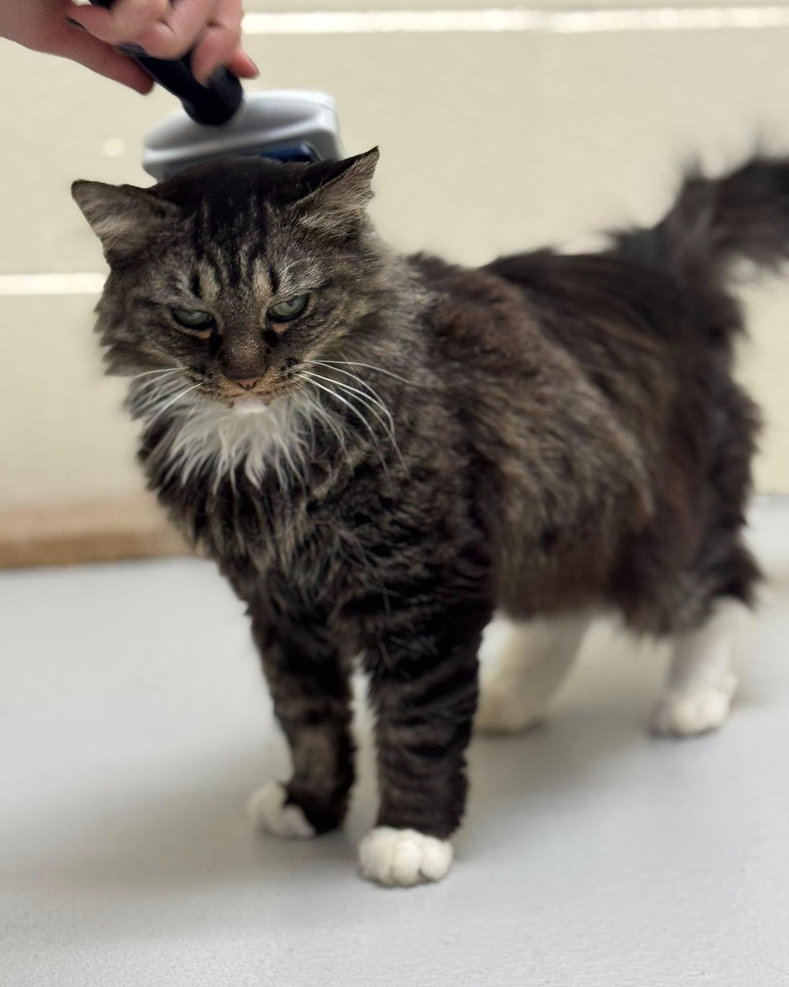 Enlarge Cleocatra, a ADOPTABLE mixed breed in Fremont, MI image 4/4