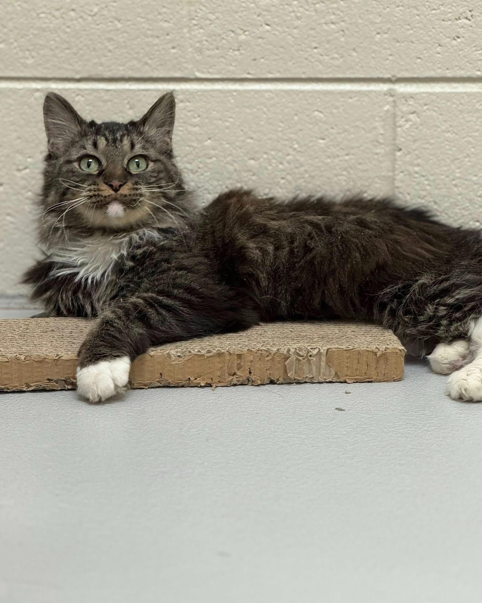 Enlarge Cleocatra, a ADOPTABLE mixed breed in Fremont, MI image 1/4