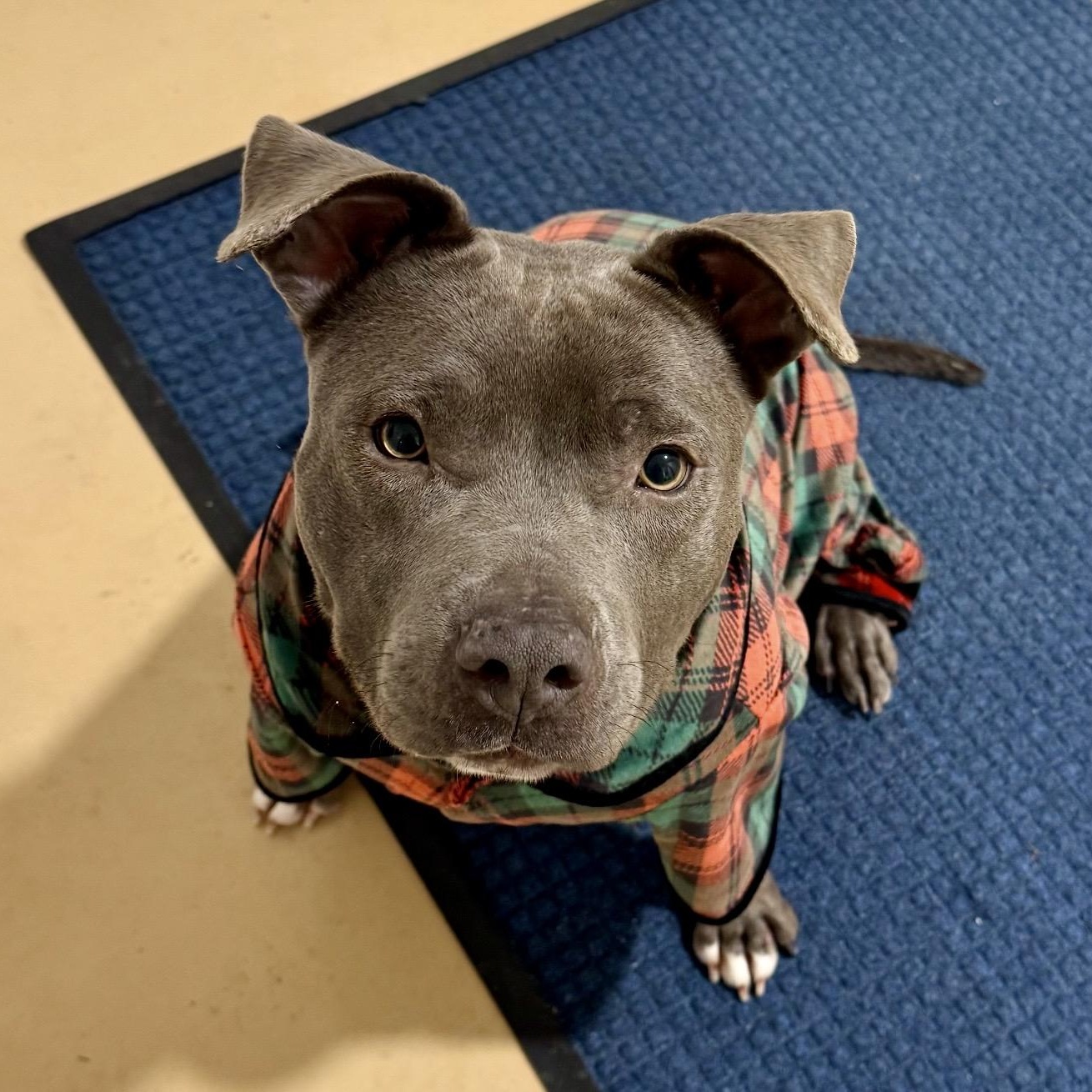 Macy Grey , ADOPTABLE, Adult Female Pit Bull Terrier & American Staffordshire Terrier.