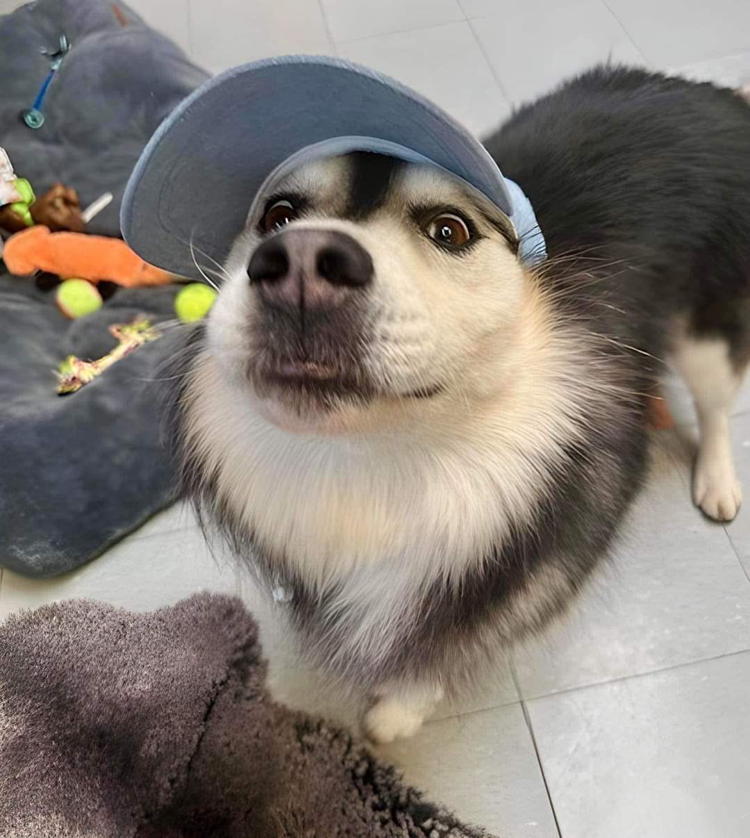 Lemmy, a Adoptable Siberian Husky image 3/4