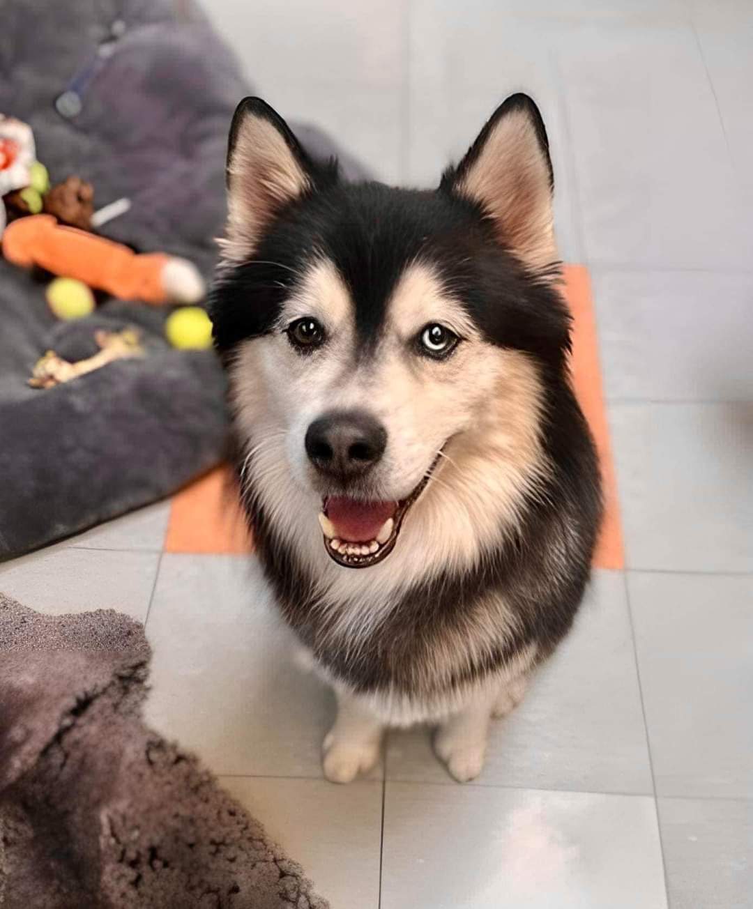 Lemmy, Adoptable, Adult Male Siberian Husky.