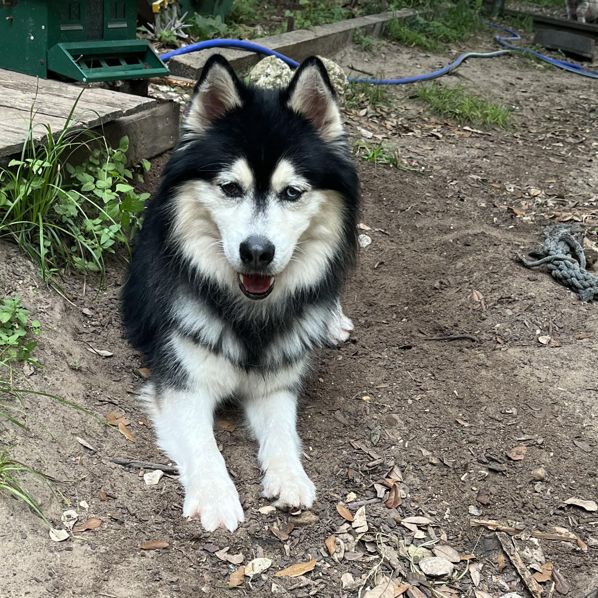 Lemmy, a Adoptable Siberian Husky image 4/4