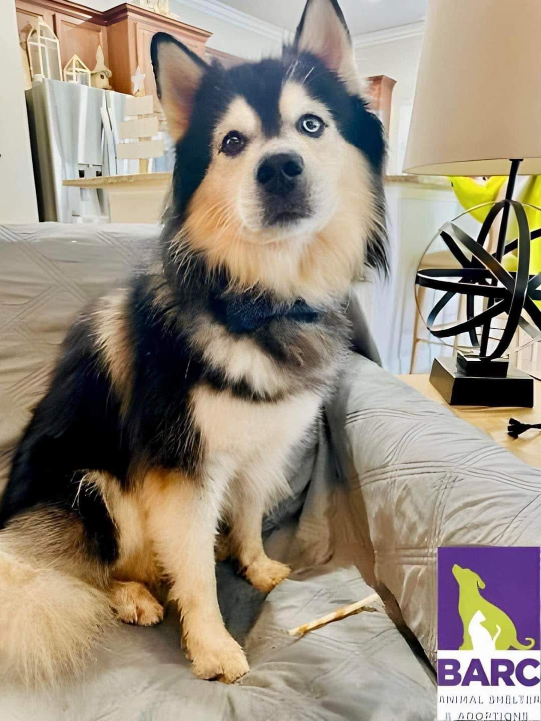 Lemmy, a Adoptable Siberian Husky image 2/4