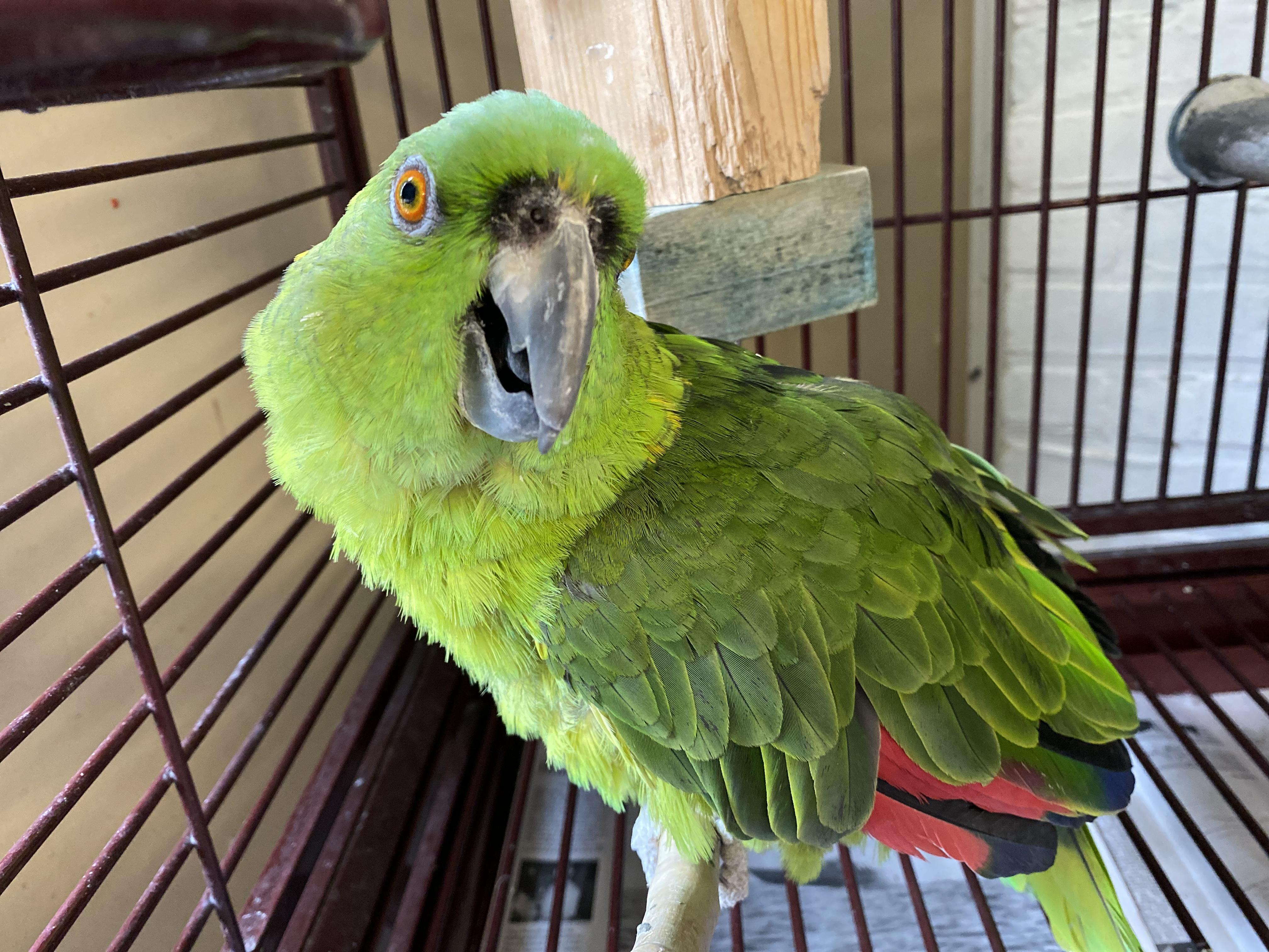 Enlarge Rudy, a Adoptable Parrot (Other) in Middle Island, NY image 1/2