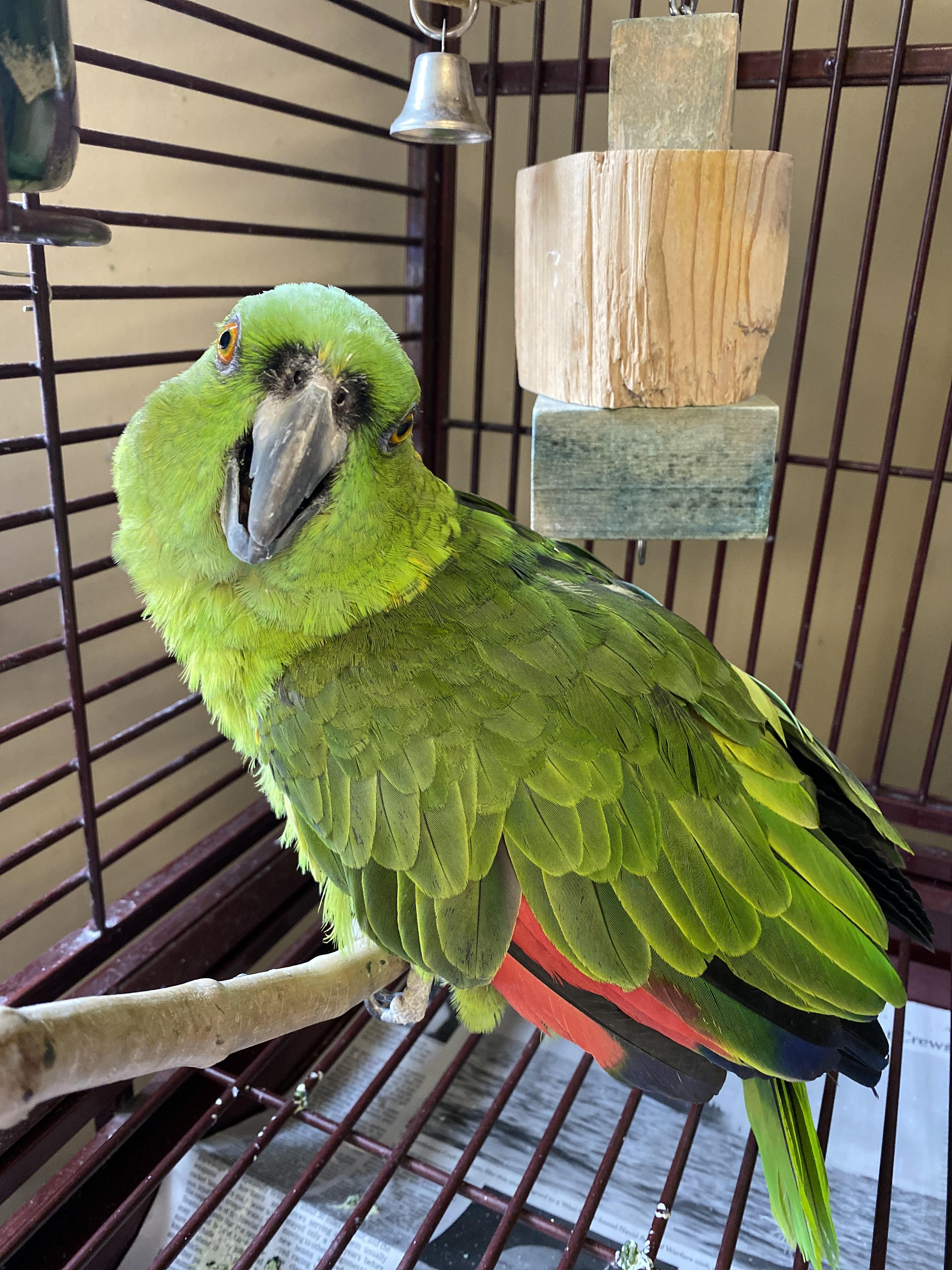 Rudy, Adoptable, Senior Male Parrot (Other).
