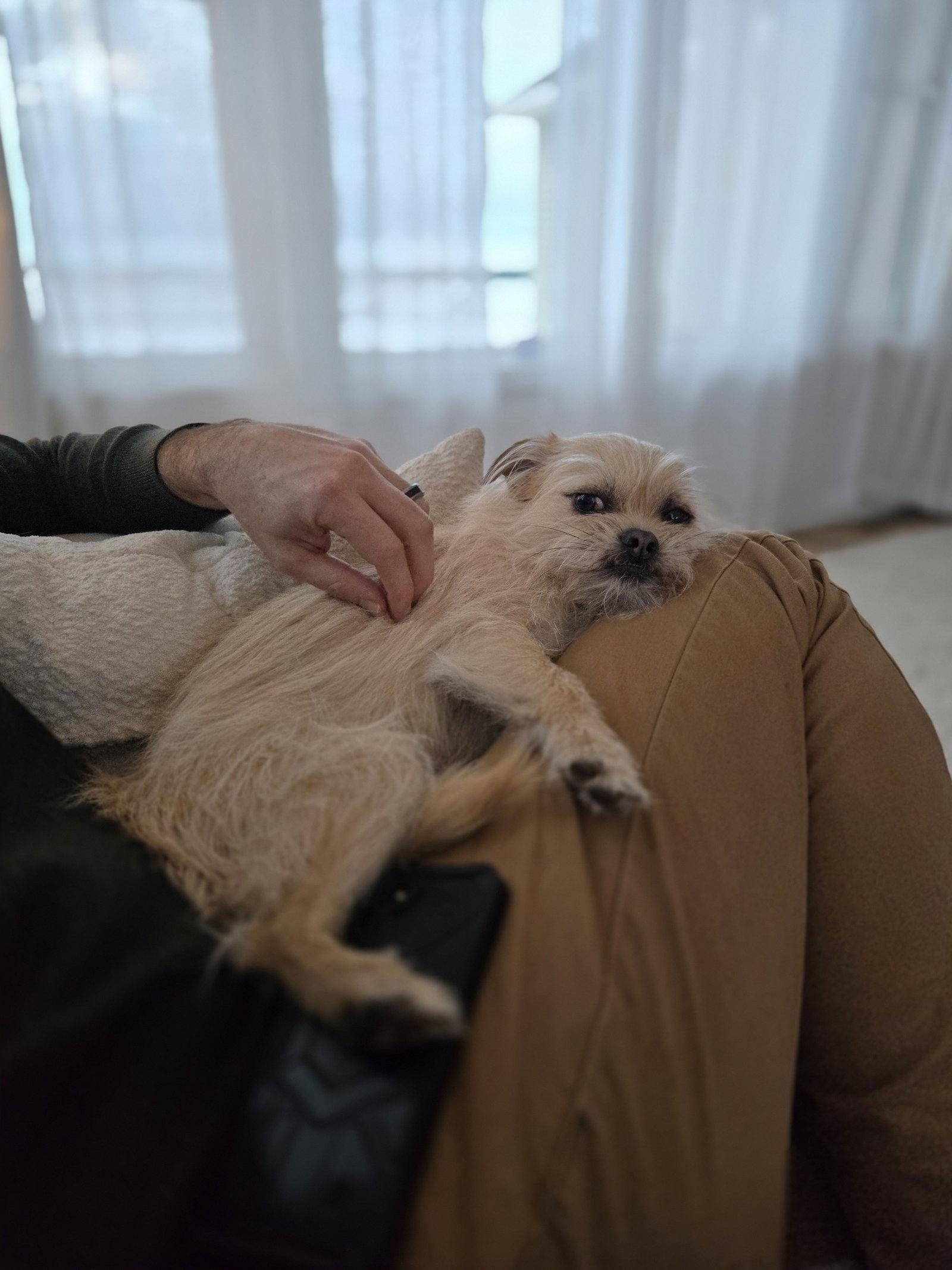 Enlarge Hazel, a Adoptable mixed breed in Grafton, WI image 2/3