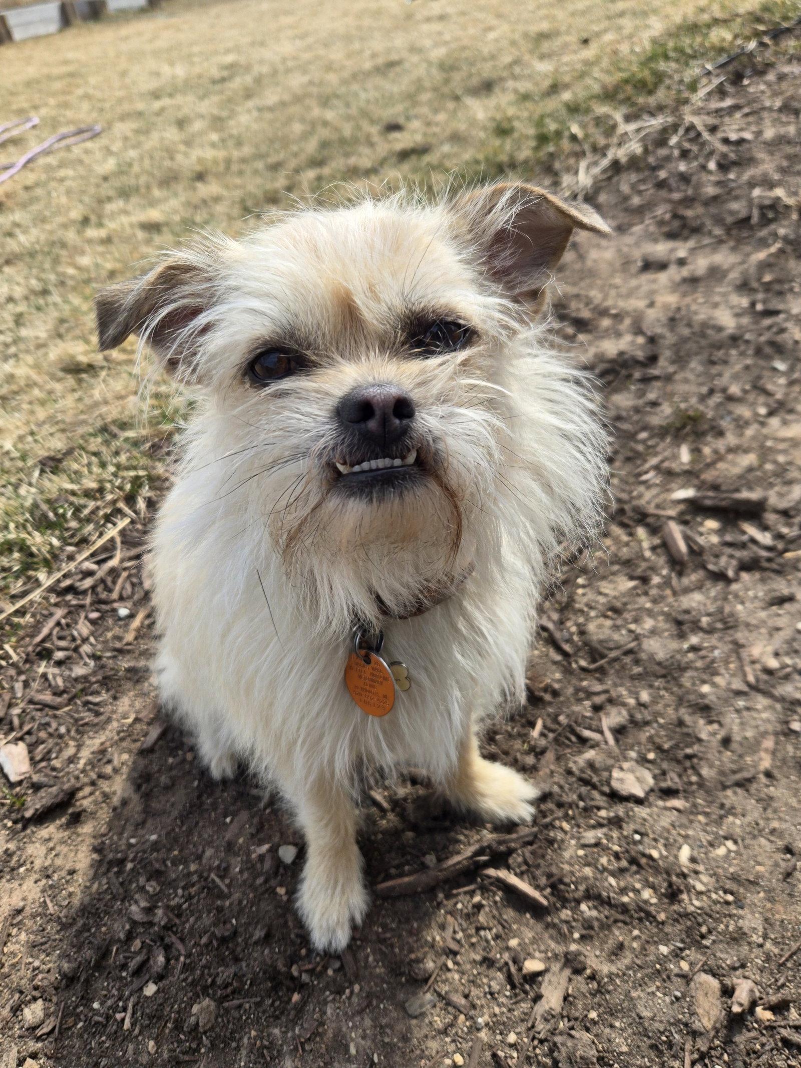 Enlarge Hazel, a Adoptable mixed breed in Grafton, WI image 3/3