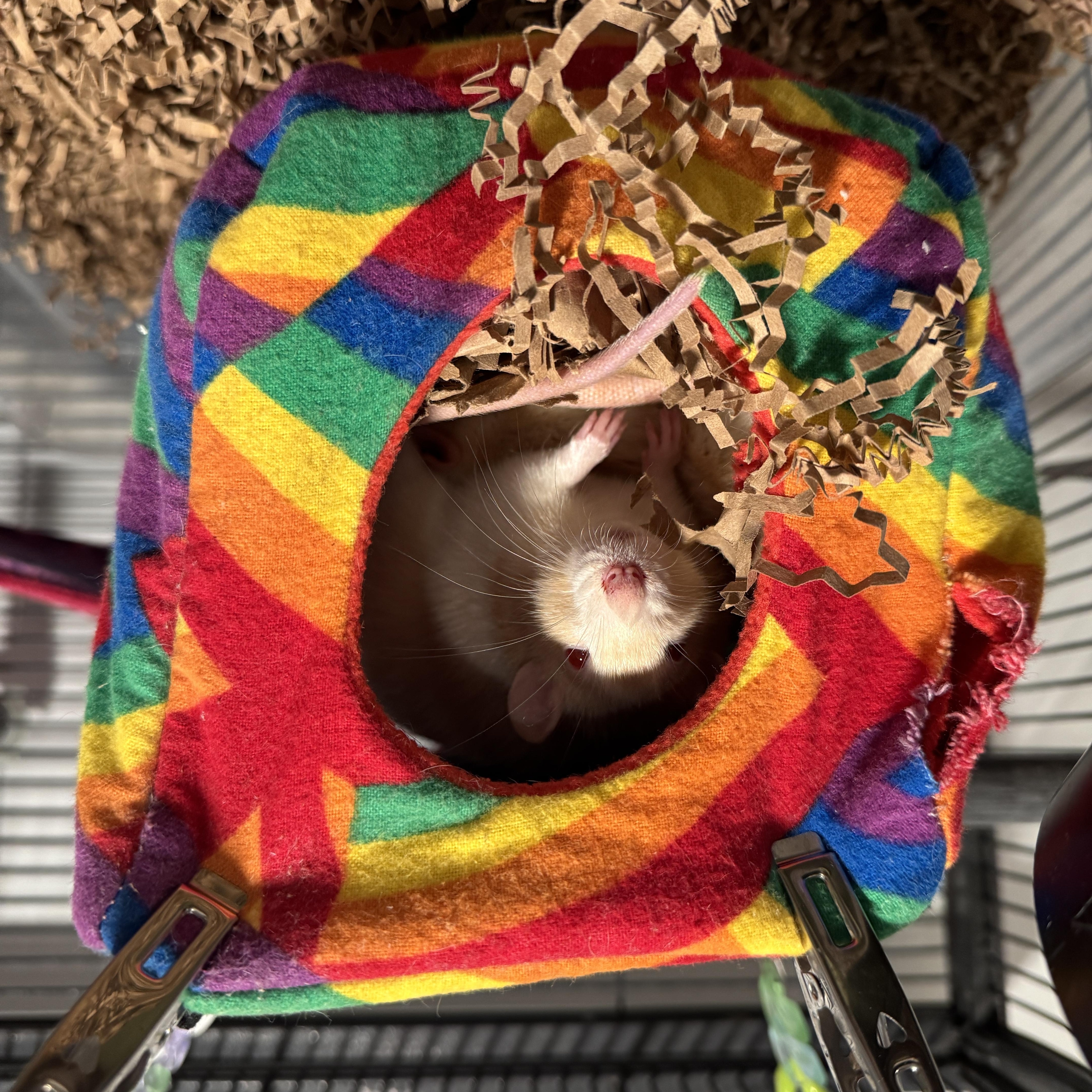 Enlarge Elma, a Adoptable Rat in Saint Paul, MN image 2/6