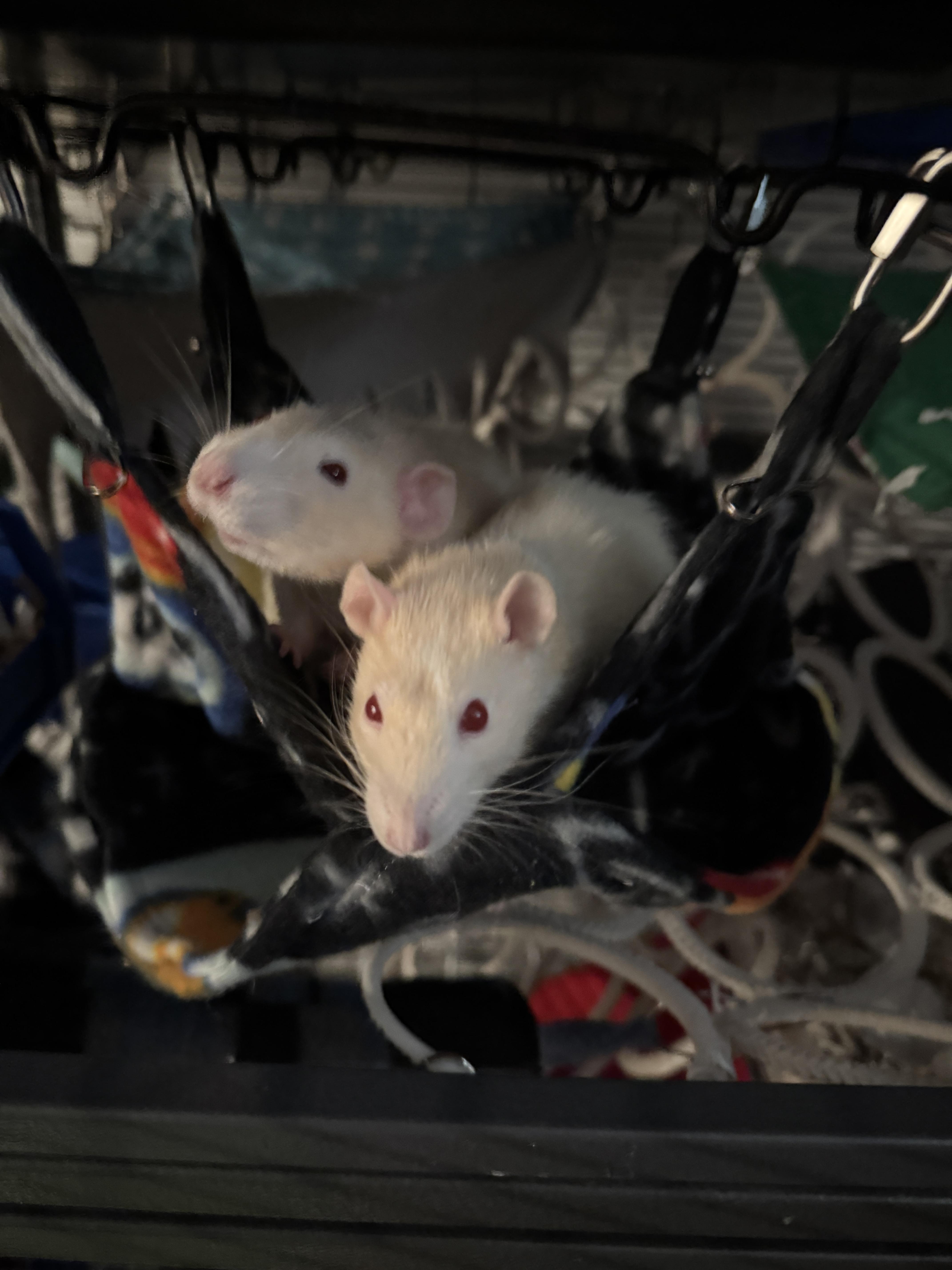 Enlarge Elma, a Adoptable Rat in Saint Paul, MN image 3/6