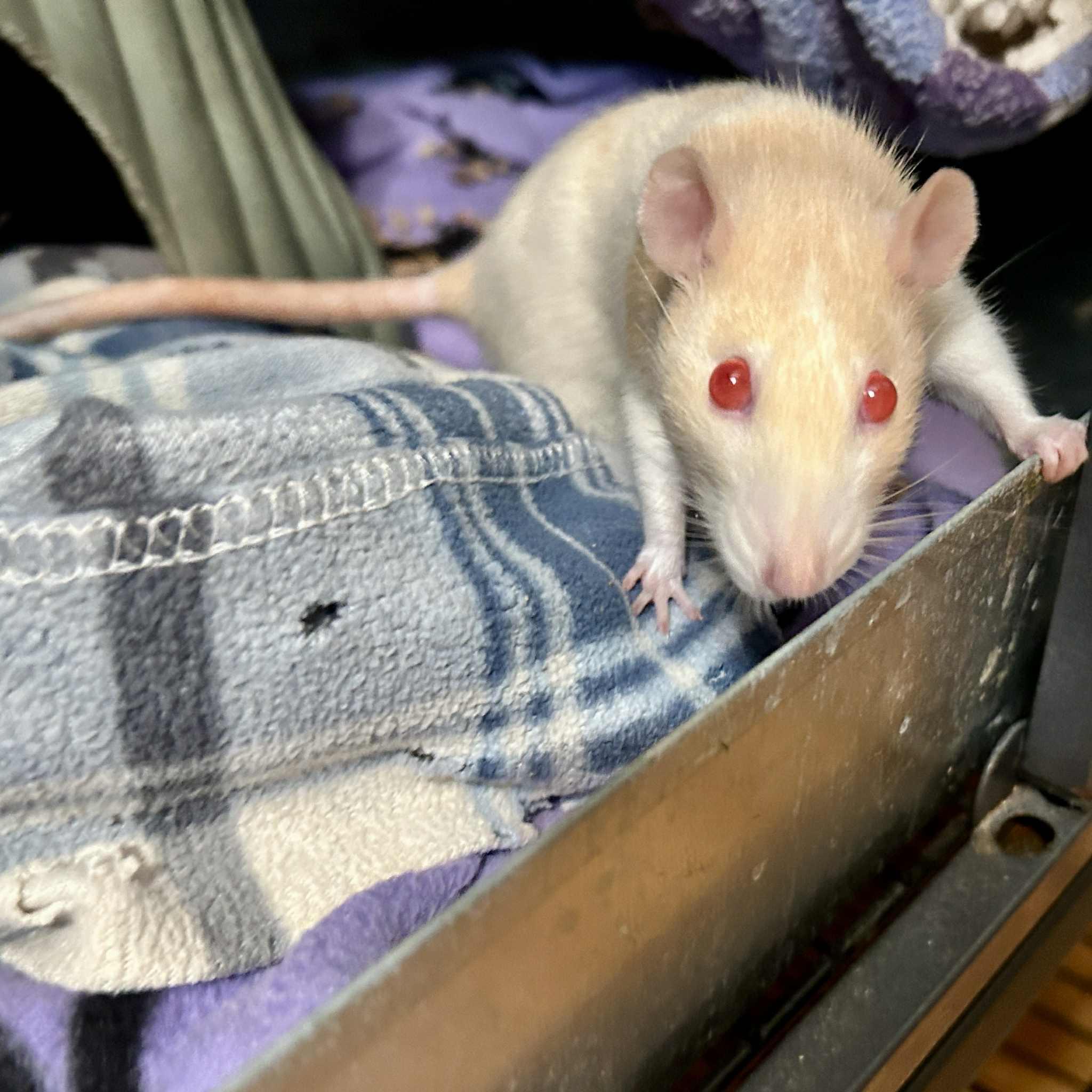 Enlarge Elma, a Adoptable Rat in Saint Paul, MN image 1/6