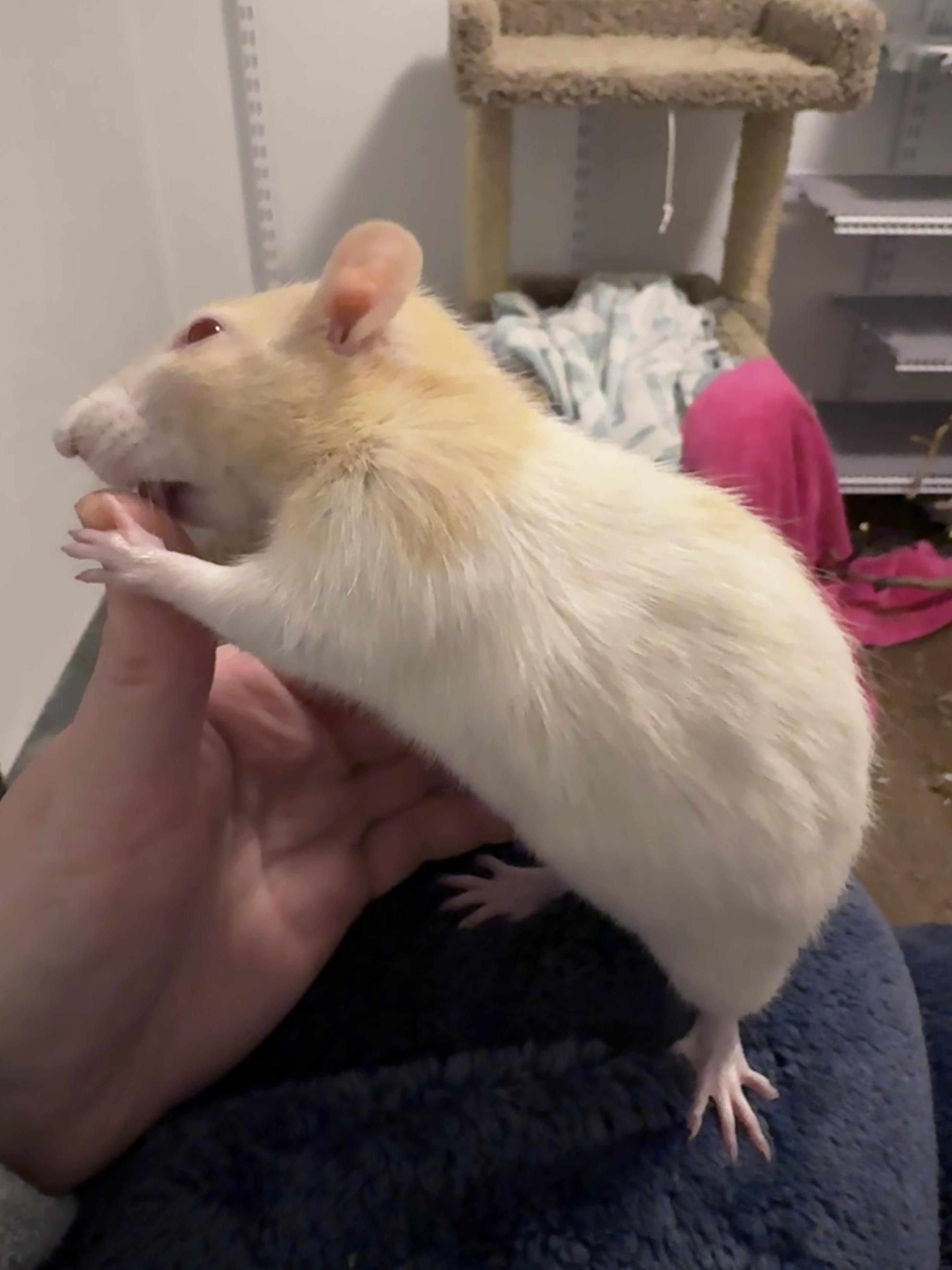 Enlarge Elma, a Adoptable Rat in Saint Paul, MN image 4/6