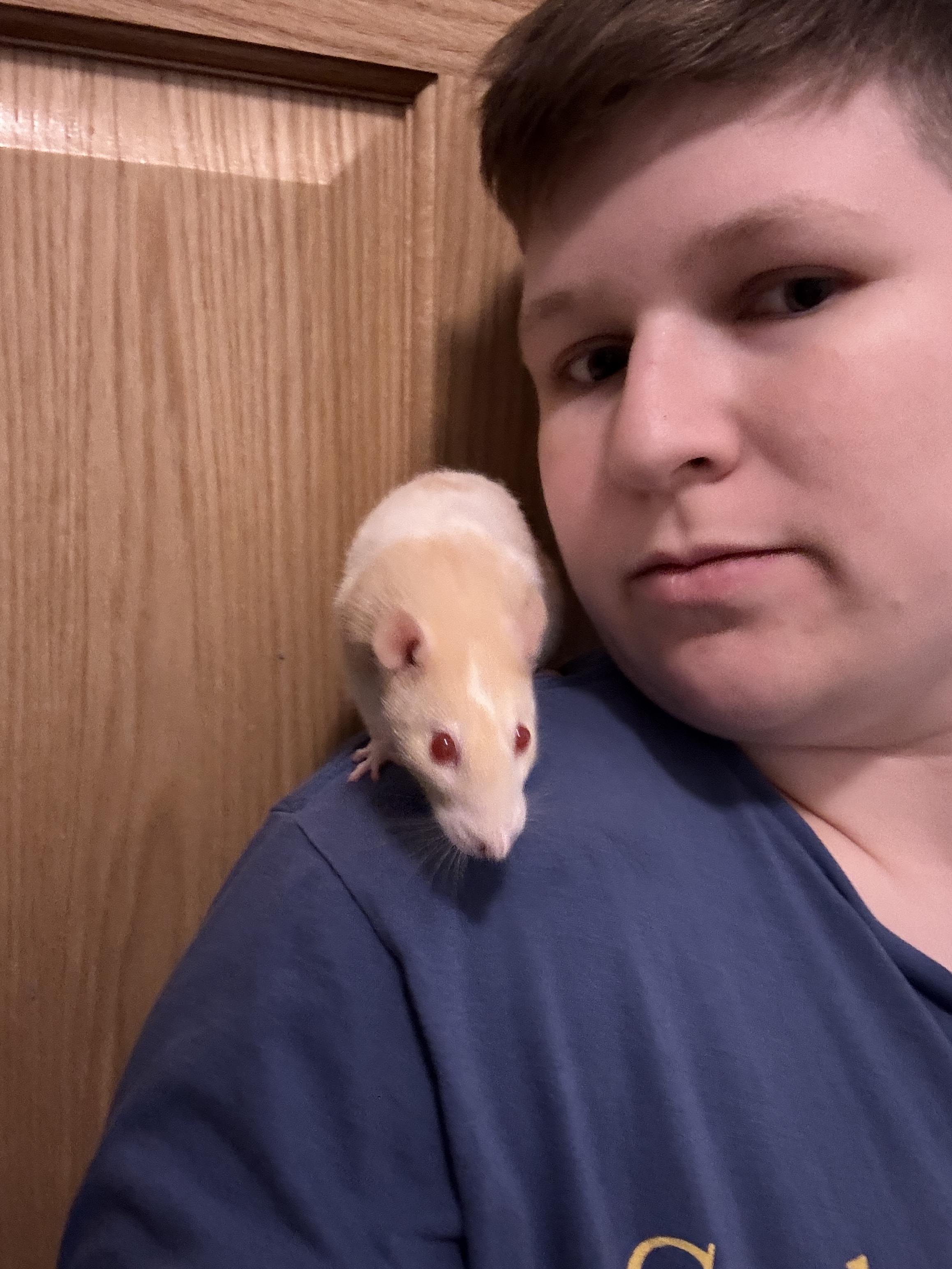 Enlarge Elma, a Adoptable Rat in Saint Paul, MN image 5/6