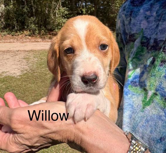 Willow, Adoptable, Puppy Female Hound.