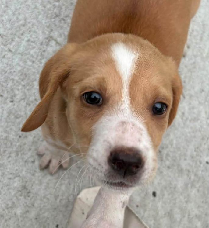 Enlarge Willow, a Adoptable mixed breed in Eutawville, SC image 2/4