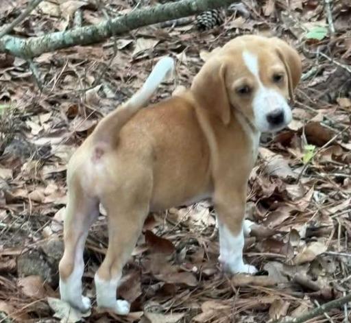 Enlarge Willow, a Adoptable mixed breed in Eutawville, SC image 4/4