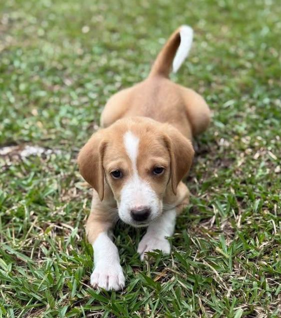 Willow, Adoptable, Puppy Female Hound.