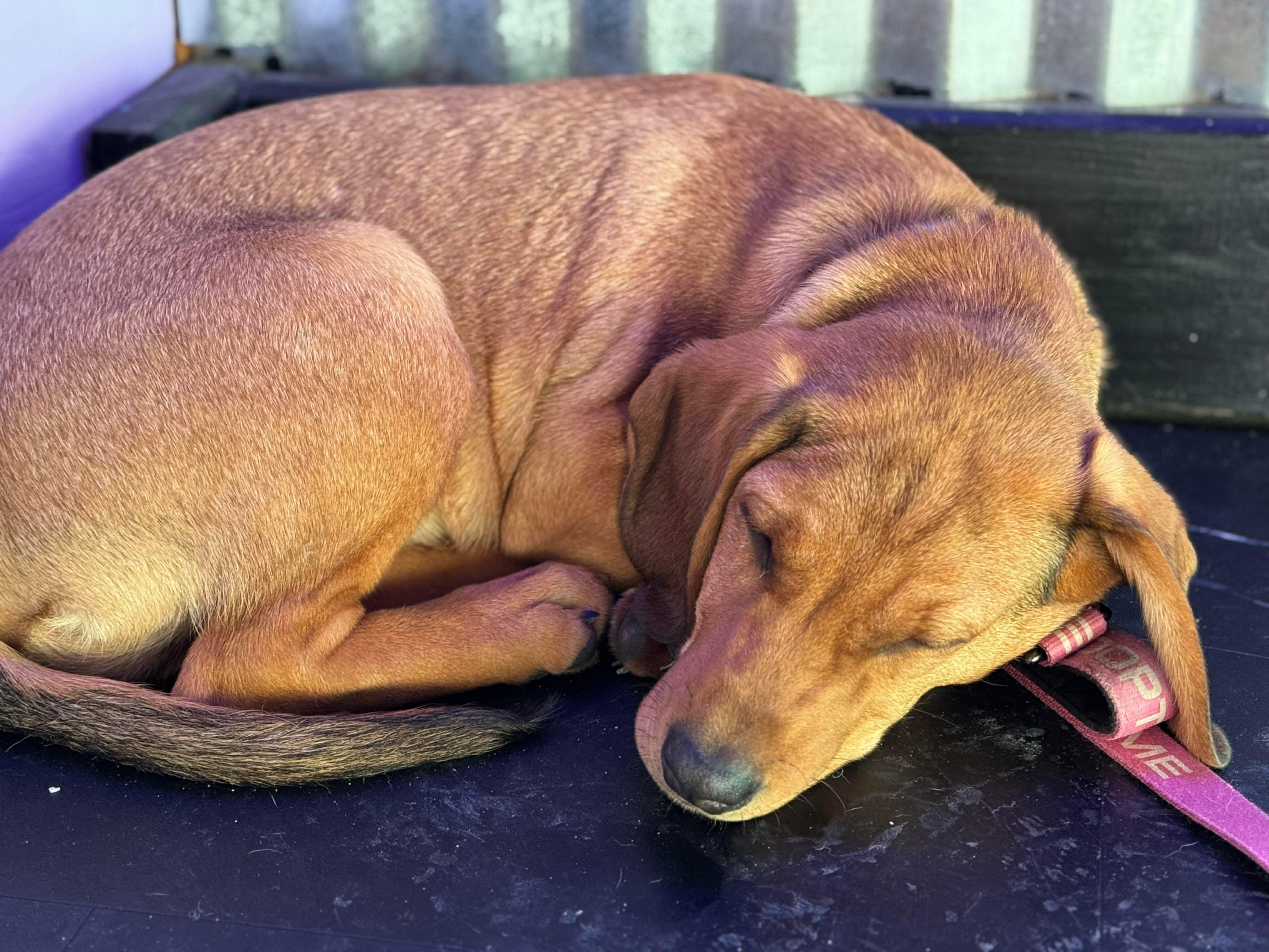Enlarge Banks , an adopted mixed breed in Argyle, NY image 4/6