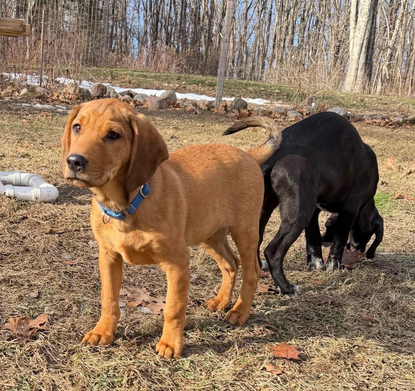 Enlarge Banks , a Adoptable mixed breed in Argyle, NY image 6/6