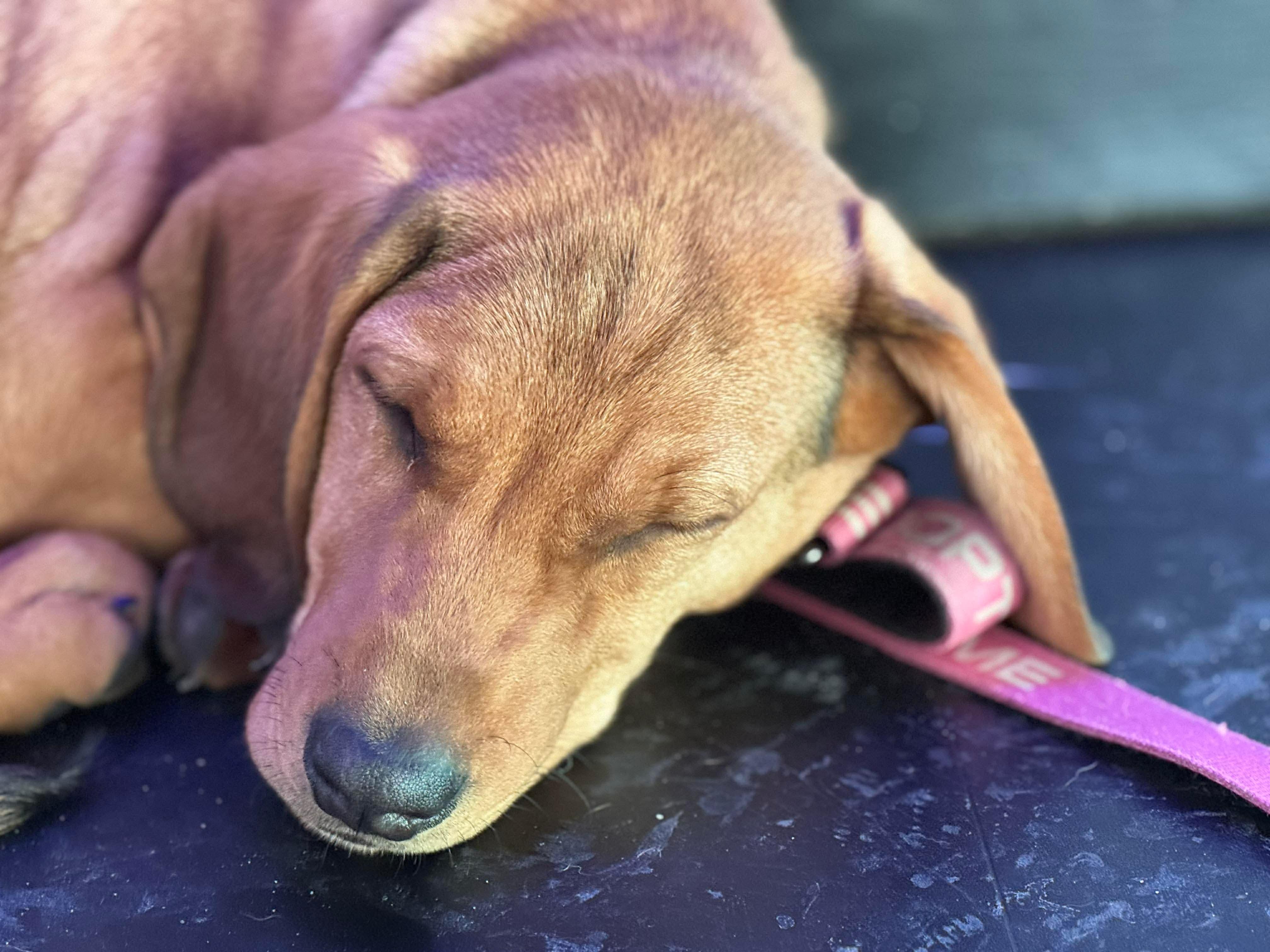 Enlarge Banks , an adopted mixed breed in Argyle, NY image 5/6