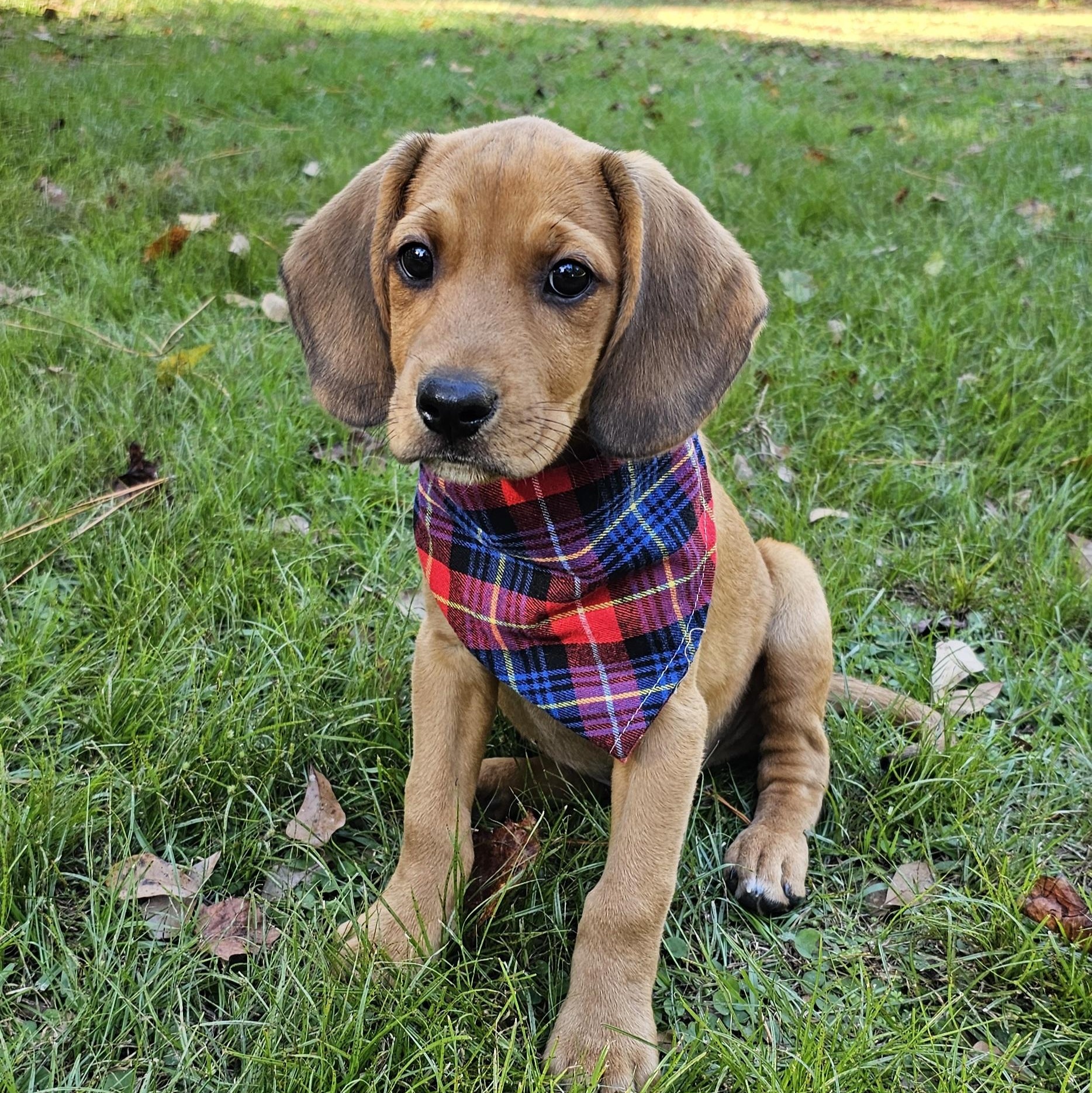 Enlarge Banks , a Adoptable mixed breed in Argyle, NY image 2/6