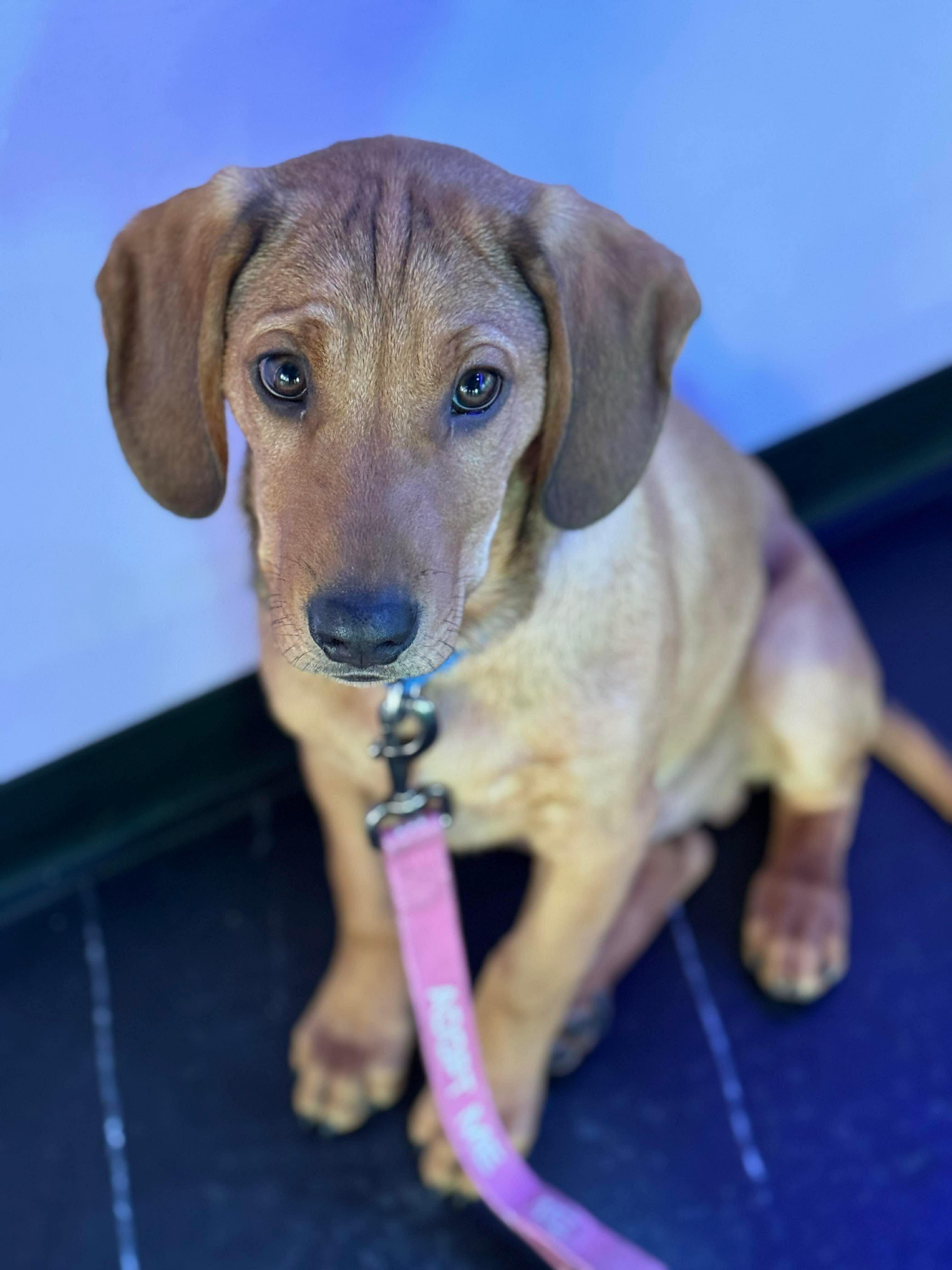 Enlarge Banks , an adopted mixed breed in Argyle, NY image 6/6