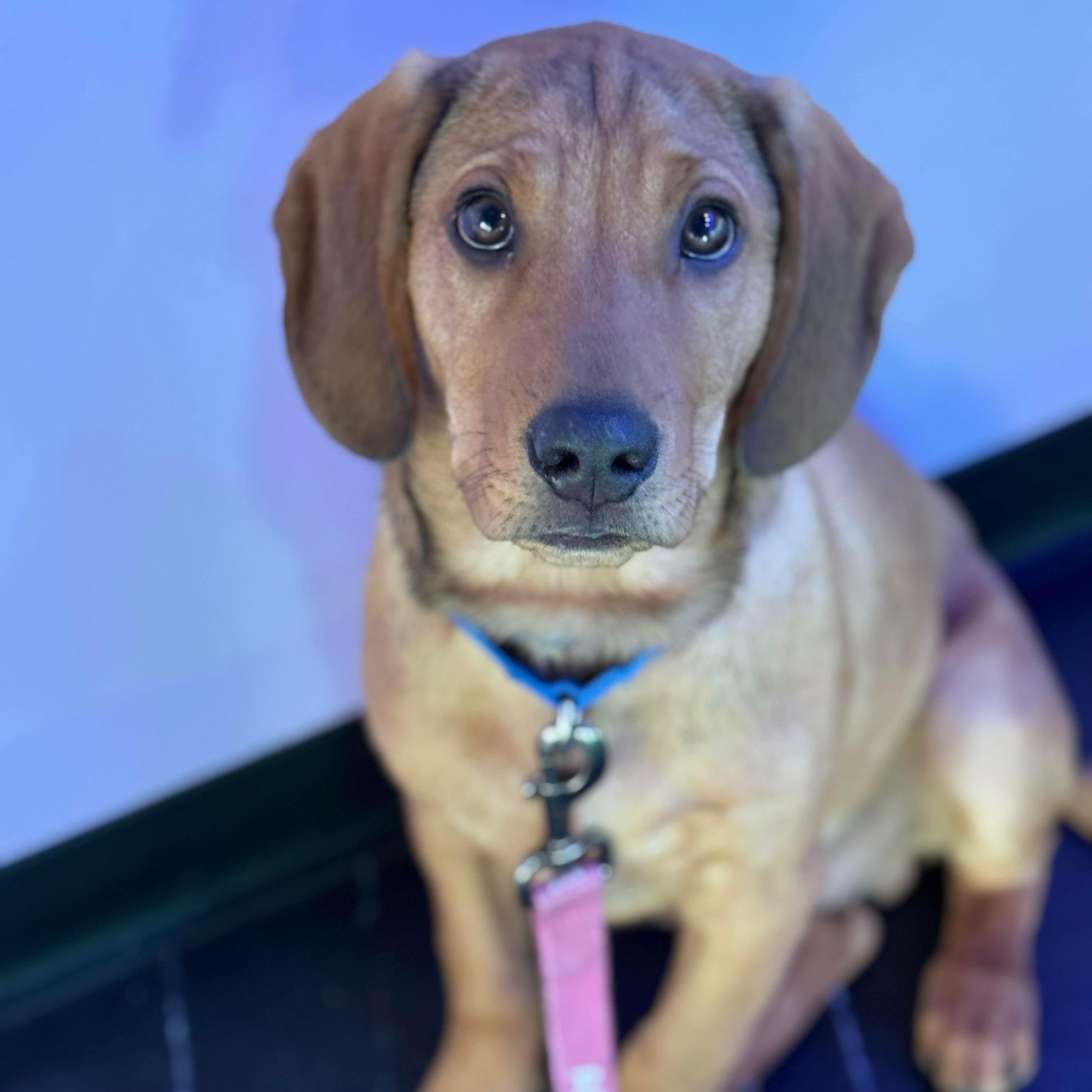 Enlarge Banks , an adopted mixed breed in Argyle, NY image 1/6