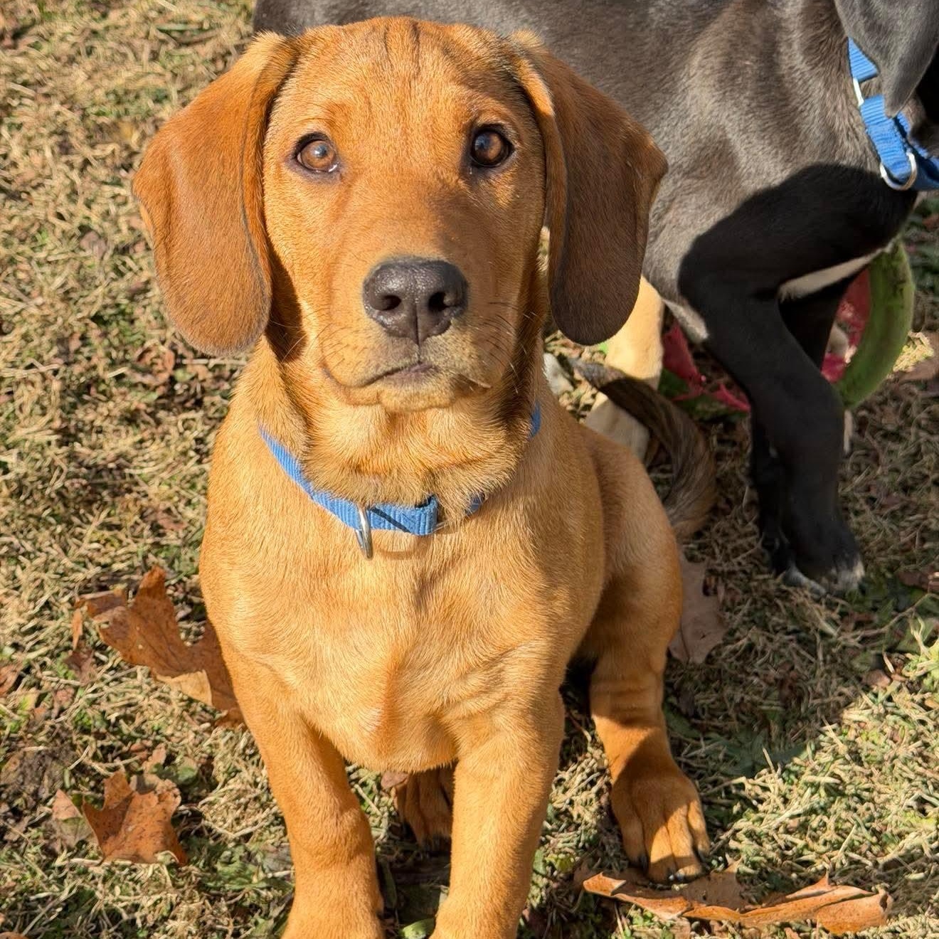 Banks , Adoptable, Puppy Male Hound & Retriever.