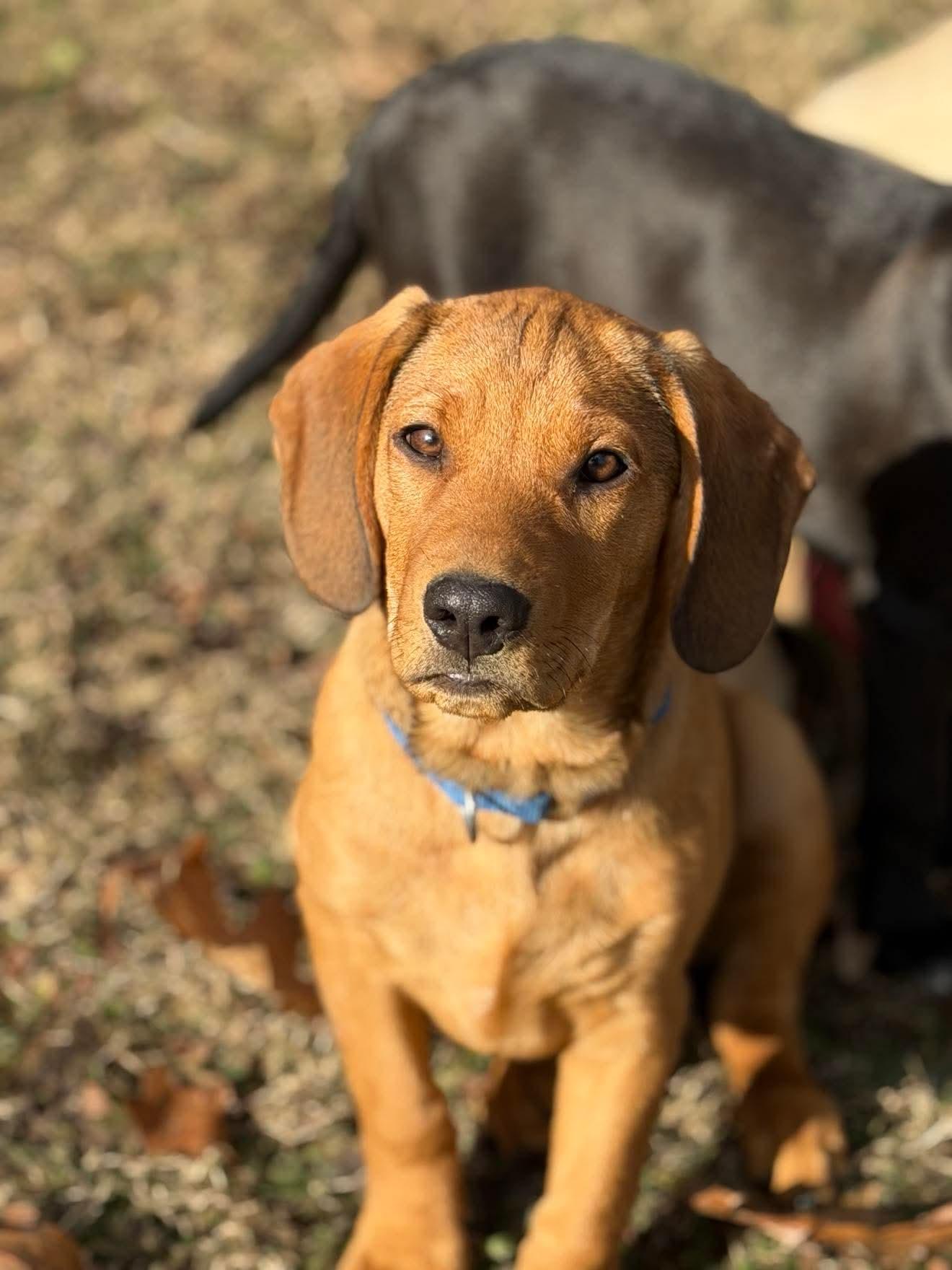 Enlarge Banks , a Adoptable mixed breed in Argyle, NY image 4/6