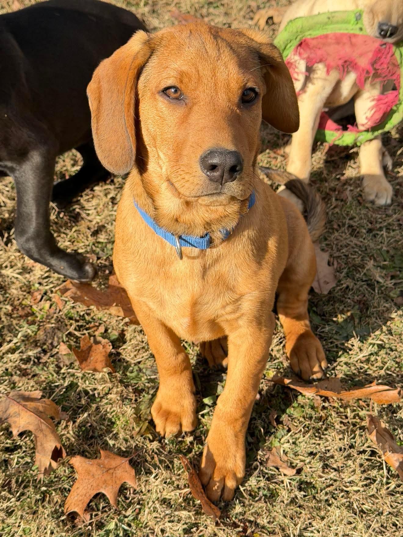 Enlarge Banks , a Adoptable mixed breed in Argyle, NY image 5/6