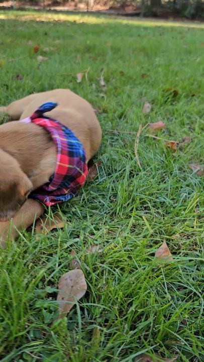 Enlarge Banks , a Adoptable mixed breed in Argyle, NY video 3/6