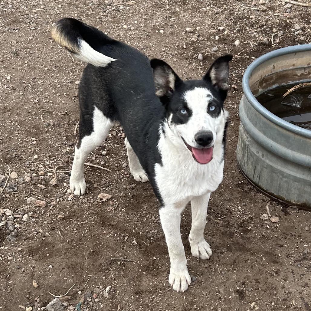 Enlarge Tikaani - in foster!, a Adoptable mixed breed in Flagstaff, AZ image 2/6