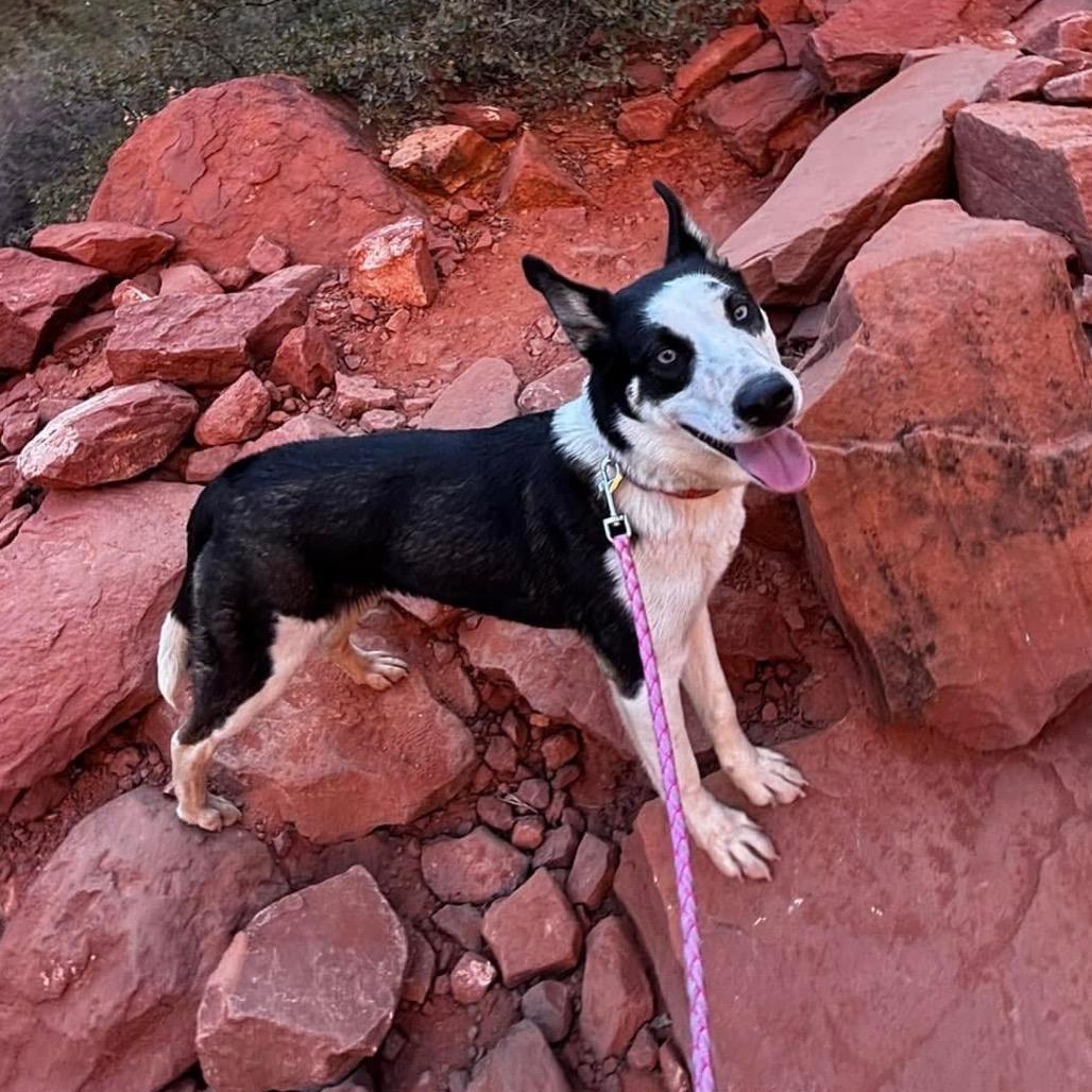 Enlarge Tikaani - in foster!, a Adoptable mixed breed in Flagstaff, AZ image 3/6