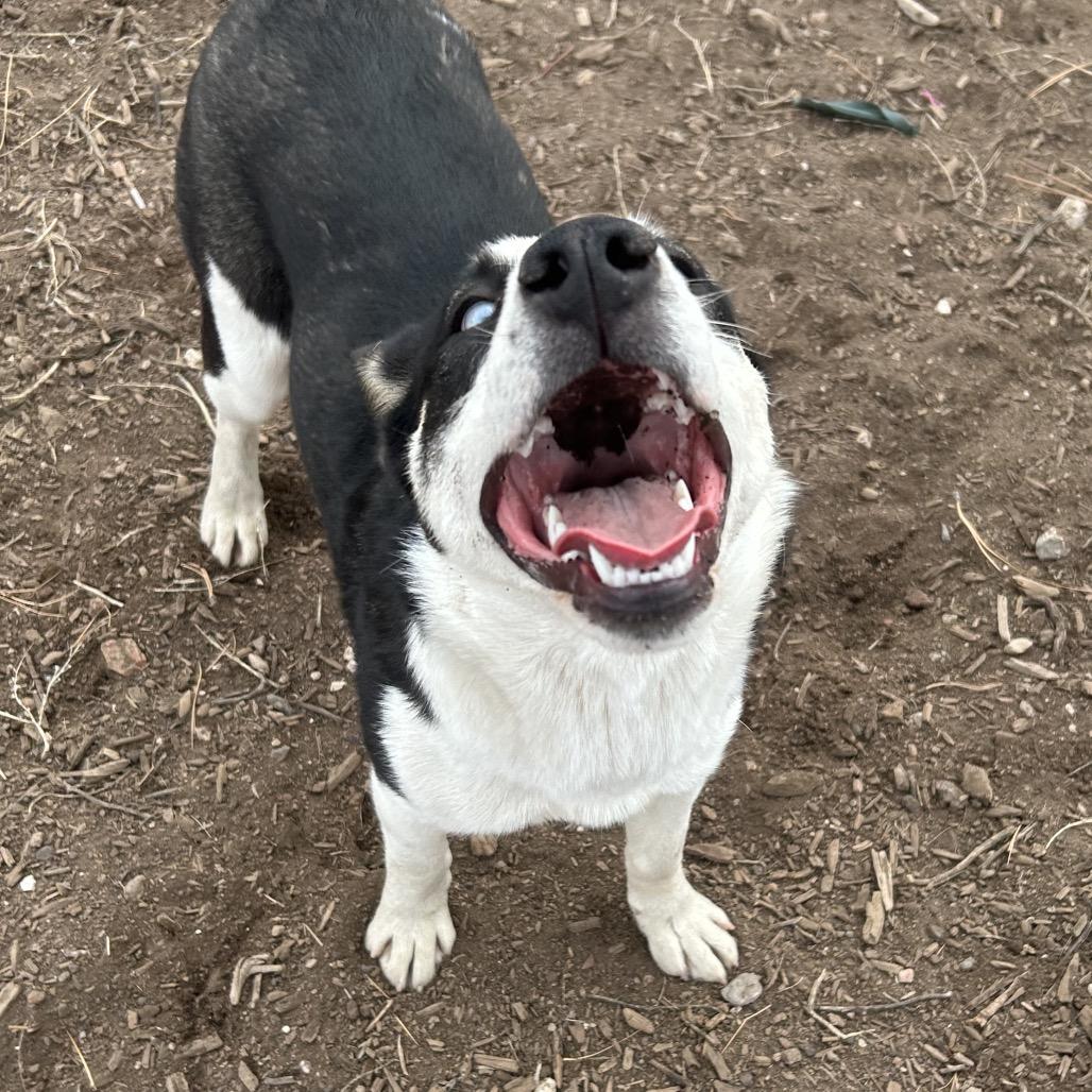 Enlarge Tikaani - in foster!, a Adoptable mixed breed in Flagstaff, AZ image 4/6