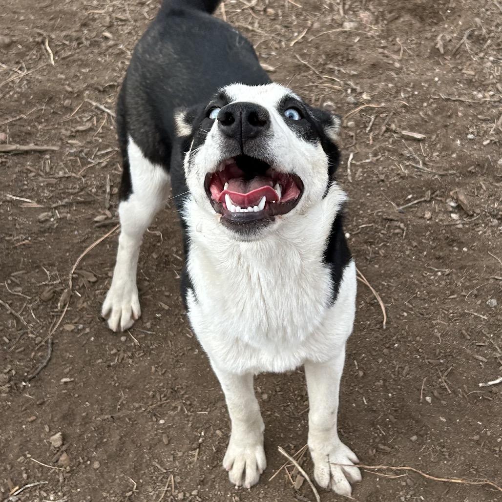 Enlarge Tikaani - in foster!, a Adoptable mixed breed in Flagstaff, AZ image 6/6
