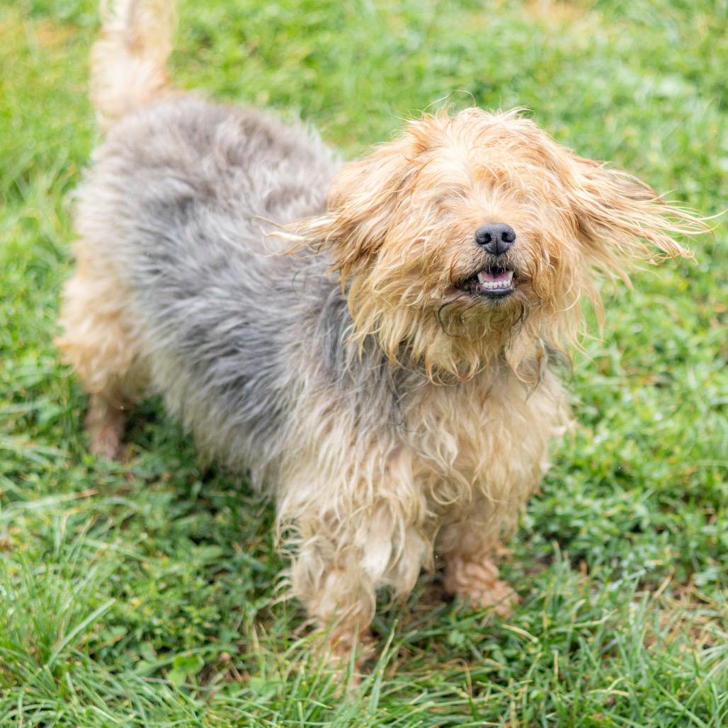 Bear, a Adoptable Yorkshire Terrier in Newark, DE image 2/6